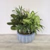 A lush combination of green plants is an exquisite gift. It&#039;s a