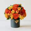 Sunset Strip
A Radiant Burst of Sunset-Inspired Blooms

Turn up the heat with our