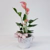 Also known as the Flamingo Plant, this lovely tropical plant has glossy