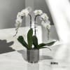 A high quality Double white orchids arrangement with a vase 7&quot; D