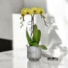 A high quality Double white orchids arrangement with a vase 7&quot; D