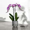 A high quality Double pink orchids arrangement with a vase 7&quot; D