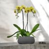 A high quality double yellow orchids arrangement with a vase 8.5&quot; D