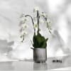 A high quality triple white orchids arrangement with a vase 7&quot; D