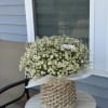 A lush basket overflowing with delicate white daisies, their sunny yellow centers