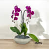 A high quality double purple orchids arrangement with a vase 10&quot; D
