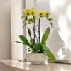 A high quality triple yellow orchids arrangement with a vase 9.5&quot; D