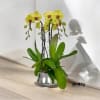 A high quality four yellow orchids arrangement with a vase 9&quot; D