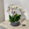 A high quality four white orchids arrangement with a vase 12.5&quot; D