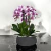 A high quality four pink orchids arrangement with a vase 12.5&quot; D