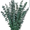 Natural eucalyptus leaves carefully treated to preserve their texture, shape, and color