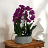 A high quality four purple orchids arrangement with a vase 12.5&quot; D