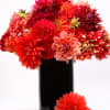 ASSORTMENT OF THE FRESHEST FARM-GROWN DAHLIAS DENSELY PACK IN A BLACK CYLINDER.