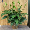 Blooming Peace Lily in basket with hard plastic liner. 8&quot; pot size.