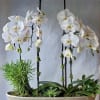 Orchids planted with tropical foliage in a lovely keepsake container.

Standard arrangement includes: