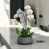 A high quality five white orchids arrangement with a vase 12.5&quot; D