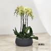 A high quality five Yellow orchids arrangement with a vase 12.5&quot; D