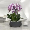 A high quality five pink orchids arrangement with a vase 12.5&quot; D