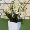 White ceramic pot filled with 3 beautiful yellow double stem mini orchids.

*color