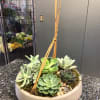 7 Succulents in a Concrete Dish Container 