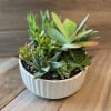Clean, classic and contemporary, this succulent garden makes a great gift for