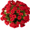 Our breathtaking 100 red roses are designed with long-stem 70 cm freedom