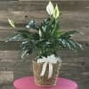 A beautiful easy care green plant that occasionally puts out white blooms.