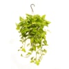 Neon pothos are relatively easy to care for, thriving in bright, indirect