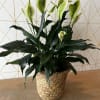 Bring timeless elegance into any home, Peace Lilies are known for their