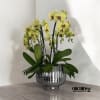A high quality seven yellow orchids arrangement with a vase 12&quot; D