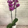 The flowers of the popular and beautiful phalaenopsis orchid plant are thought