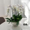 A high quality seven white orchids arrangement with a vase 16.5&quot; D