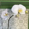 Add a touch of sophistication to any space with this stunning single
