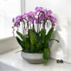 A high quality eight pink orchids arrangement with a vase 16.5&quot; D