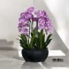 A high quality eight pink orchids arrangement with a vase 15&quot; D