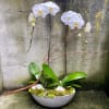 Orchid plants are a classic gift that is appropriate for every occasion.