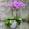 Orchid plants are a classic gift that is appropriate for every occasion.