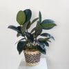 A cute easy care plant! Comes in a dark green shade and