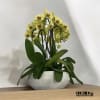 A high quality nine yellow orchids arrangement with a vase 16.5&quot; D