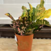 A 6&quot; croton planted in a fall leaf tin bucket. 