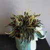 Fun and unique, this peperomia can be great for new plant parents.