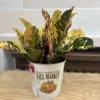 A 6&quot; croton planted in a fall market tin. 