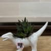 A 4&quot; succulent planted in a ceramic dinosaur pot. 