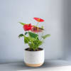 This tropical plant is decorating with green and spanish moss.
Choose from three