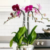 A high quality four purple orchids arrangement with a vase 9&quot; D
