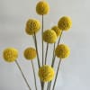 Bright yellow globe-shaped blooms, perfect for adding fun texture and a playful