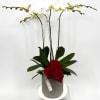 A sleek, modern vase cradles a sophisticated arrangement of four delicate orchids