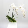 A classic orchid with a contemporary sensibility.
