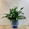 This features a lush blooming peace lily plant displayed in a rounded