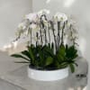 A high quality eleven white orchid arrangement with a vase 19.5&quot; D